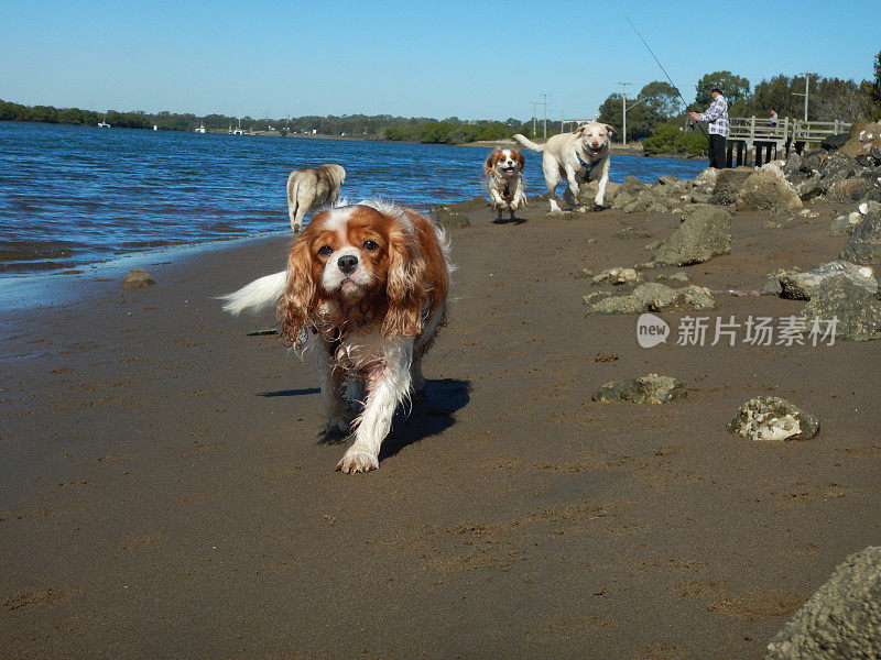 海滩上的狗