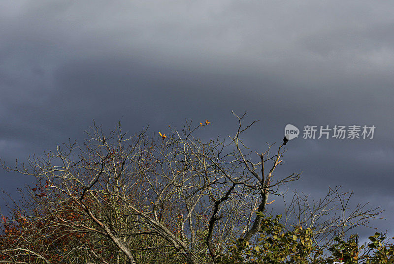 加拿大秋天，乌鸦栖息在黄叶树上