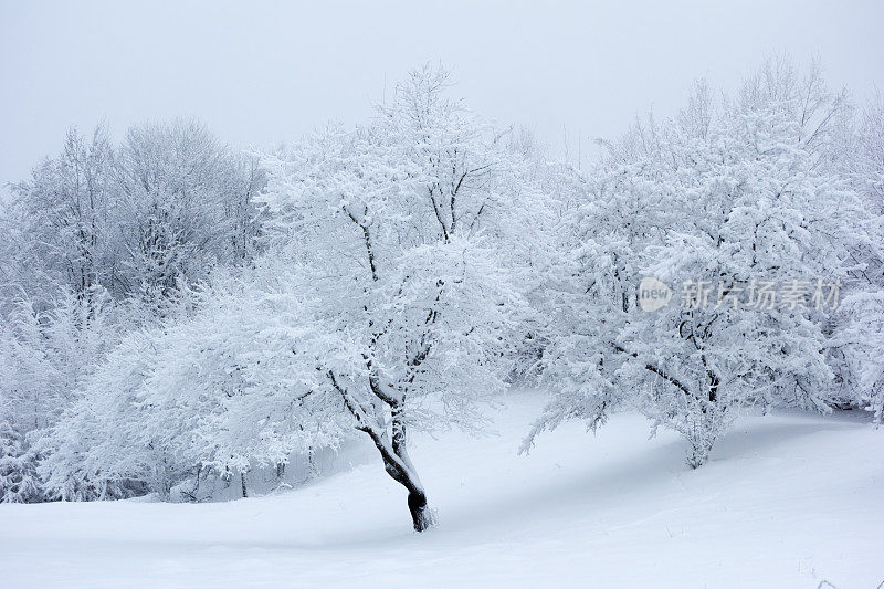 白雪覆盖的果园树木