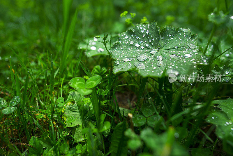 春天有多雨的叶子