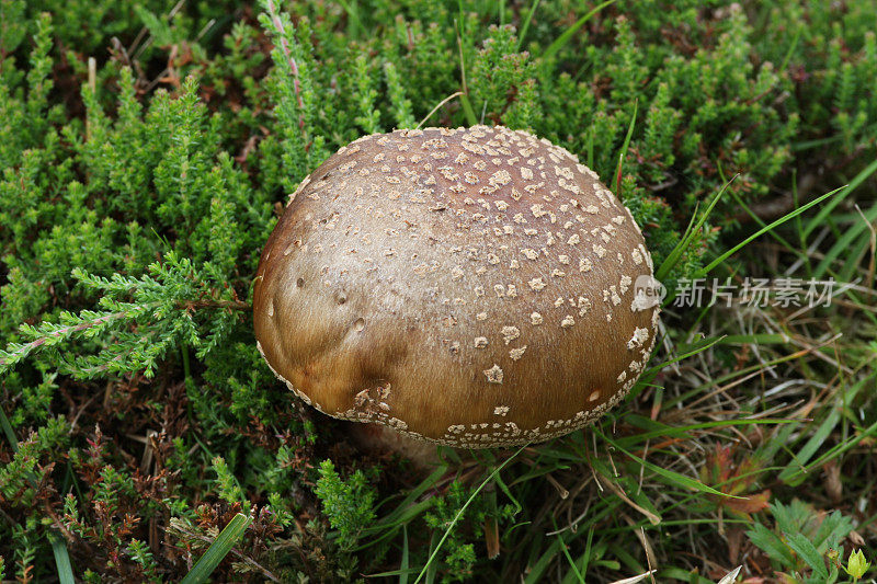 野生新森林蘑菇