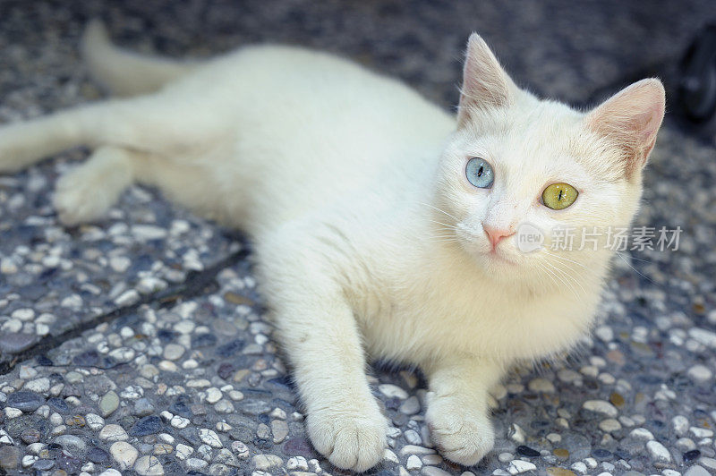 不同颜色眼睛的土耳其范猫