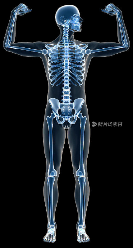 用x光照射人体骨骼进行研究