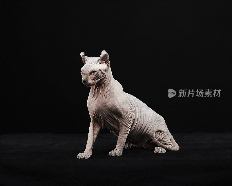 Sphynx猫