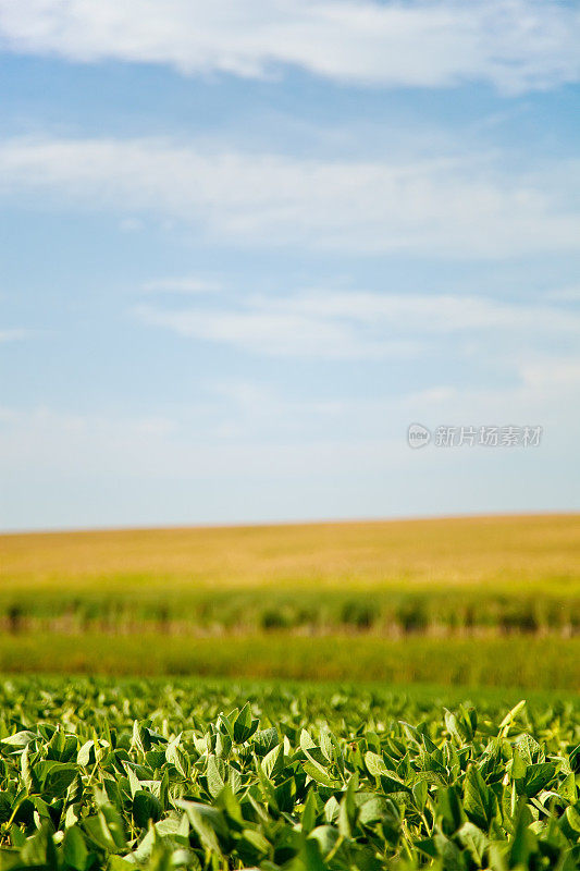 晚夏豆玉米田