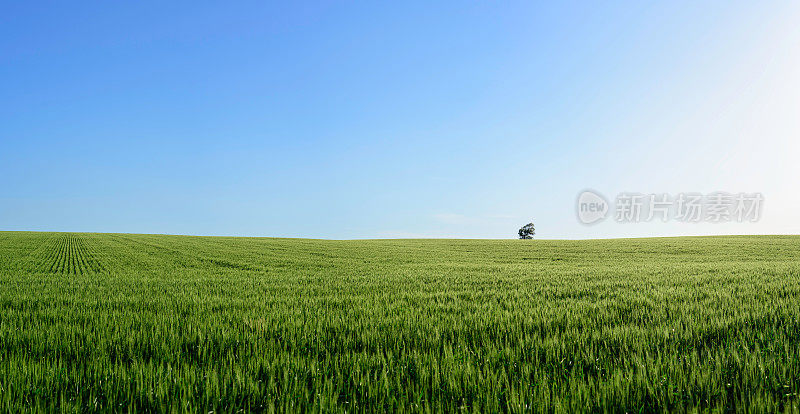 孤独的树全景