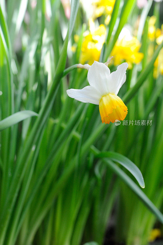 水仙花