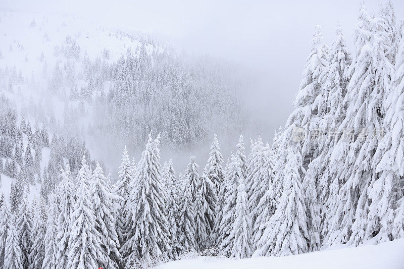 清新雪冬针叶林雪树高山景观