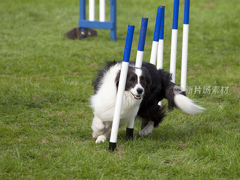 边境牧羊犬在狗敏捷课程