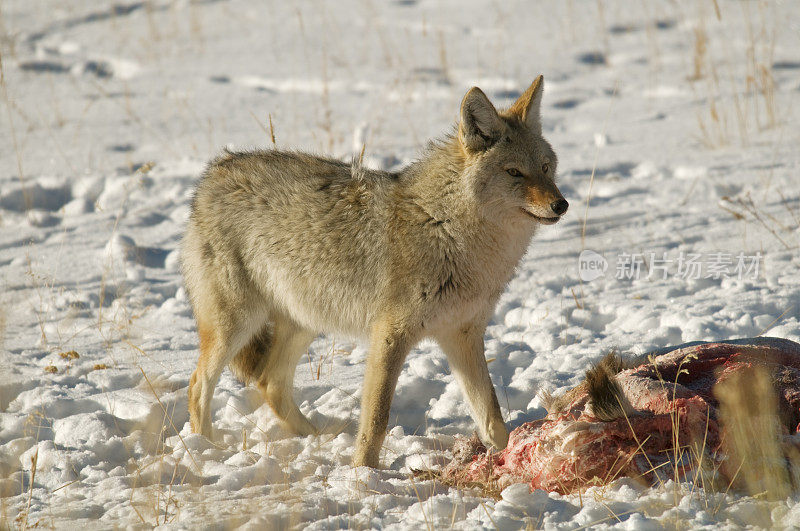 狼站在鹿的尸体蒙大拿州