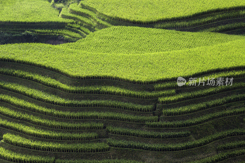 中国水稻梯田背景