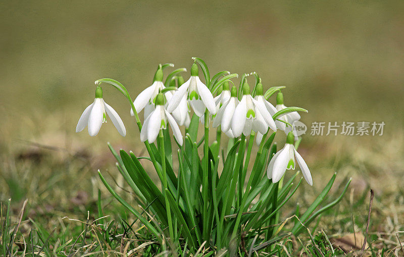 雪花莲是春天的标志