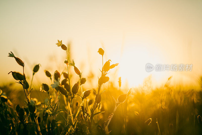 日出时草地上的野花