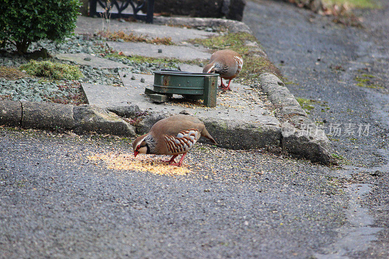 红腿鹧鸪在外面吃野鸟的食物