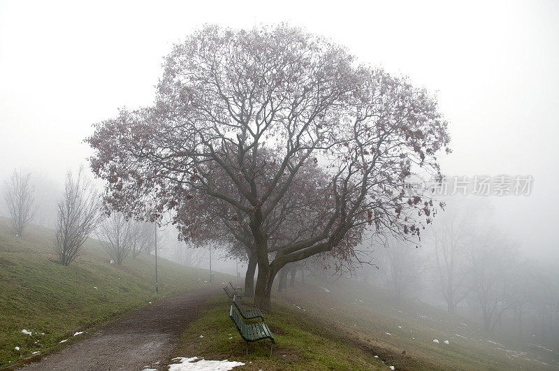 城市公园在一个雾天