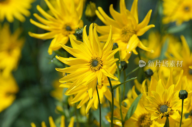 紫锥菊黄色的花