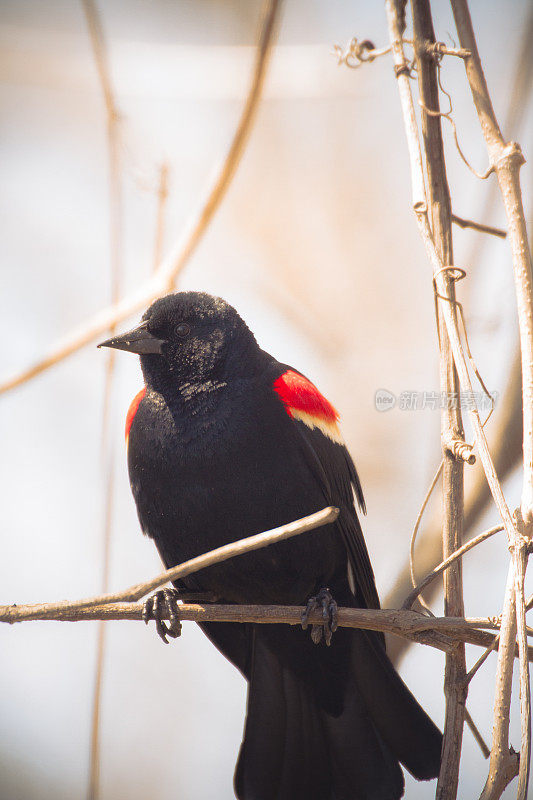 雄性红翼黑鹂栖息在一棵树上