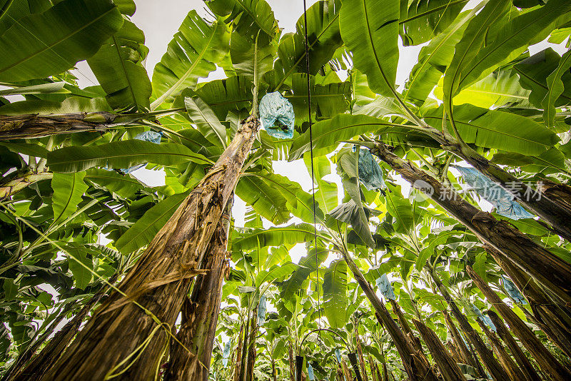 低角度的香蕉种植园在哥斯达黎加