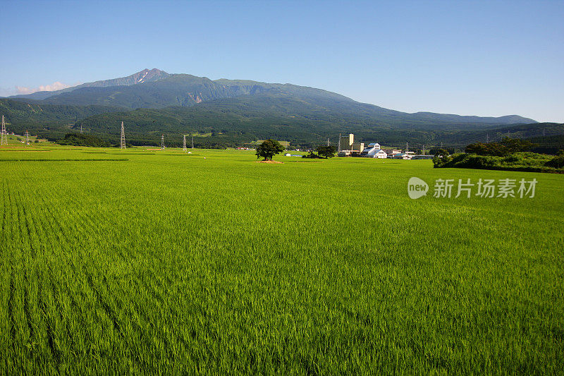 稻田