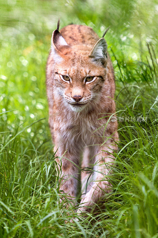 山猫的特写-山猫鲁弗斯