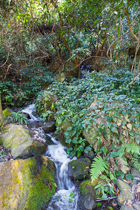 巴辛・科莫兰-留尼汪岛的小溪