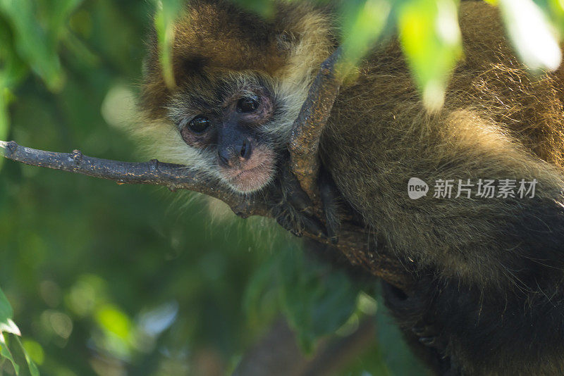 尼加拉瓜湖群岛中的一群孤岛上的卷尾猴