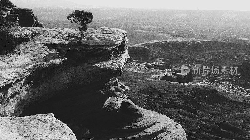 刺柏树，红岩石侵蚀悬崖，Butte，峡谷地，犹他州