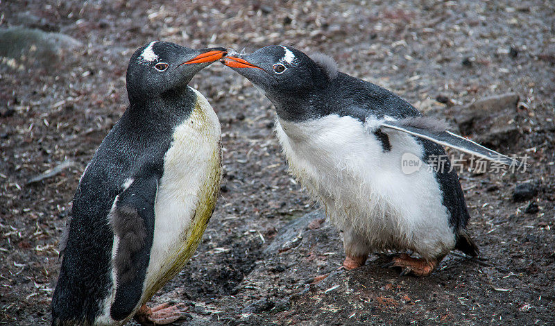 南极洲:巴布亚企鹅正在哺育幼崽
