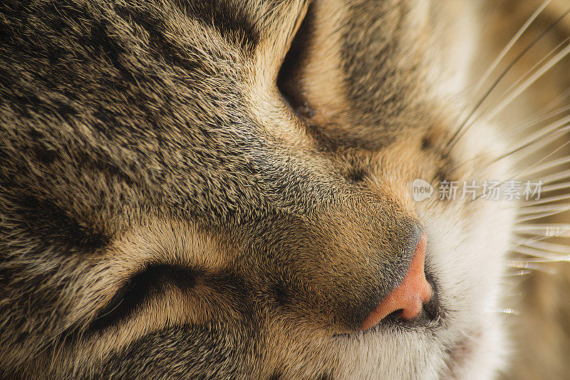 舒适的猫睡觉和白日梦懒惰的猫。粉红色的鼻子和健康的小猫。
