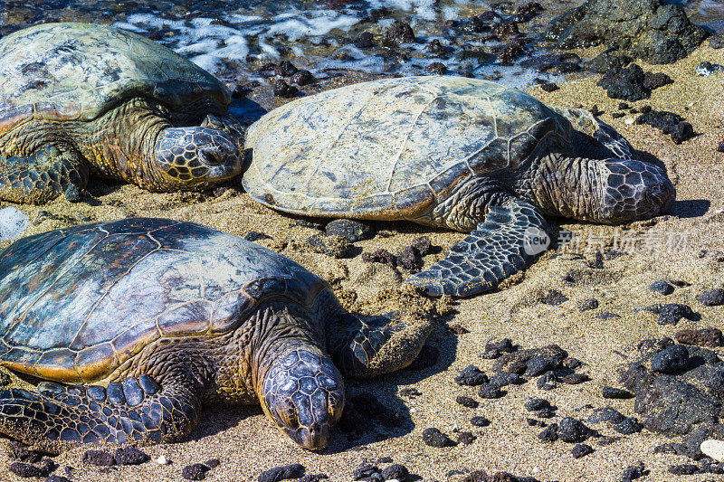 夏威夷海滩上的海龟