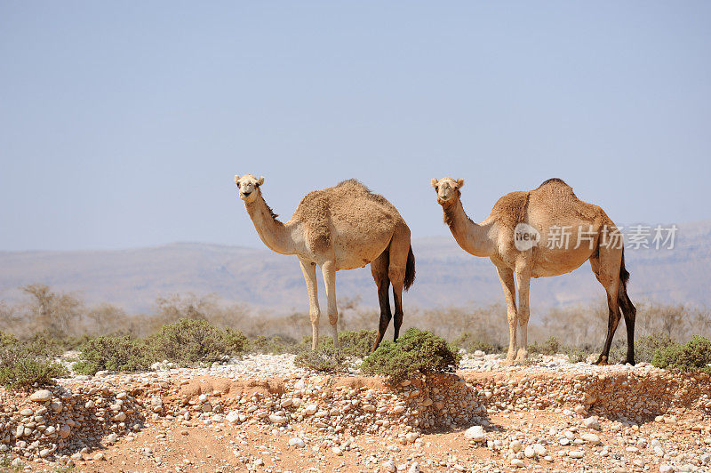 也门索科特拉岛草原上的两头骆驼。