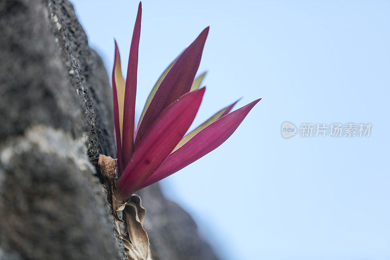 生长在火山岩上的野生植物