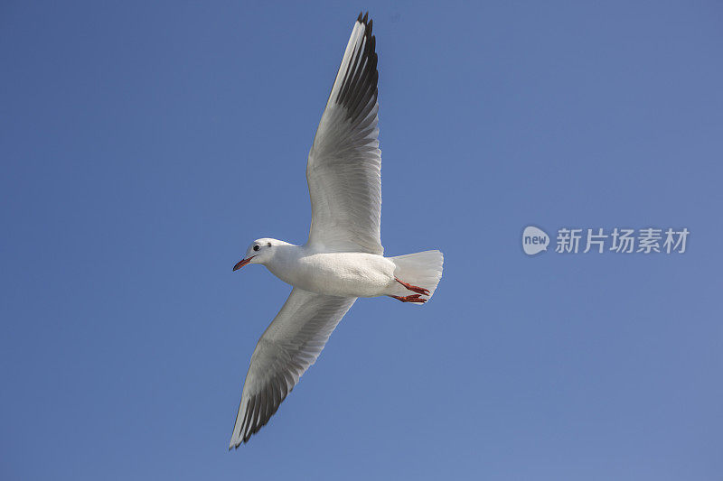 野生海鸥飞过土耳其伊斯坦布尔的博斯普鲁斯海峡