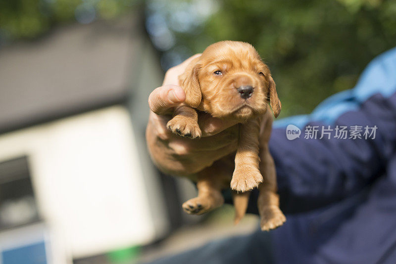 新生的幼犬