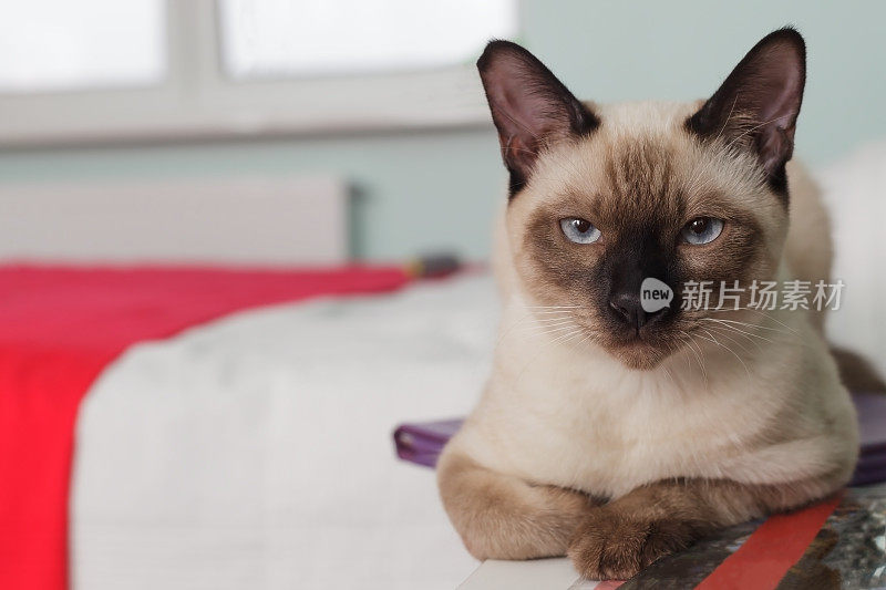 严肃严肃的泰国猫严加看管。