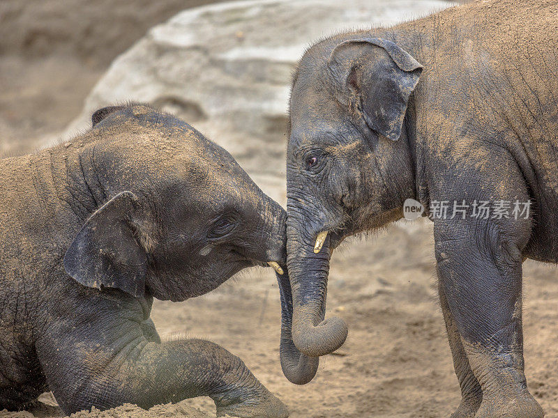 两只小象在沙子里嬉戏