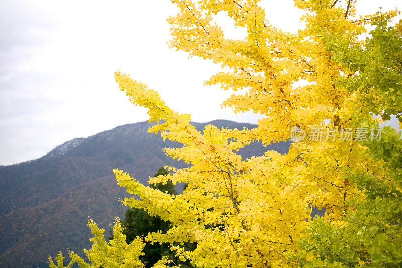 银杏树和山