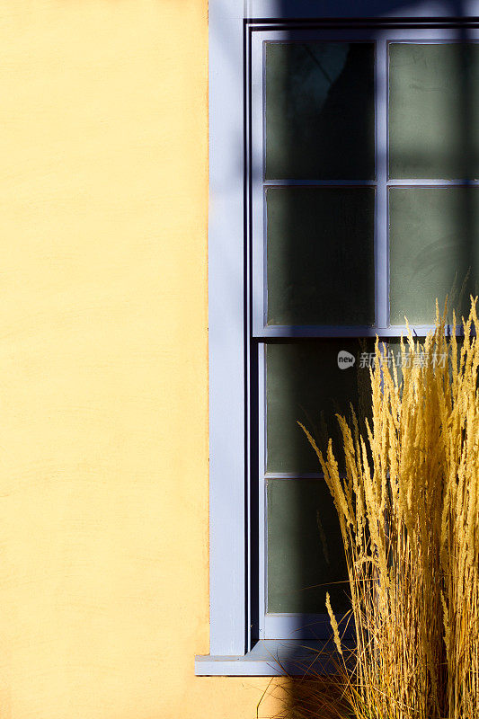 黄色的墨西哥羽毛草和紫色的窗户