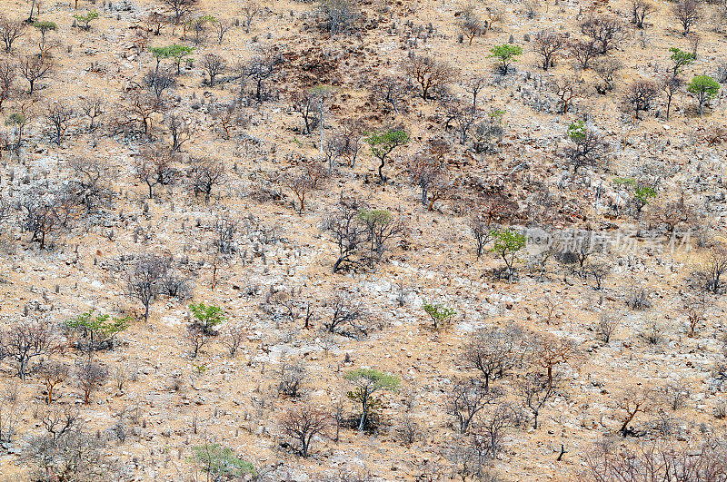 植被在达马拉兰,纳米比亚