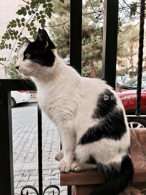 流浪猫在街上到处看