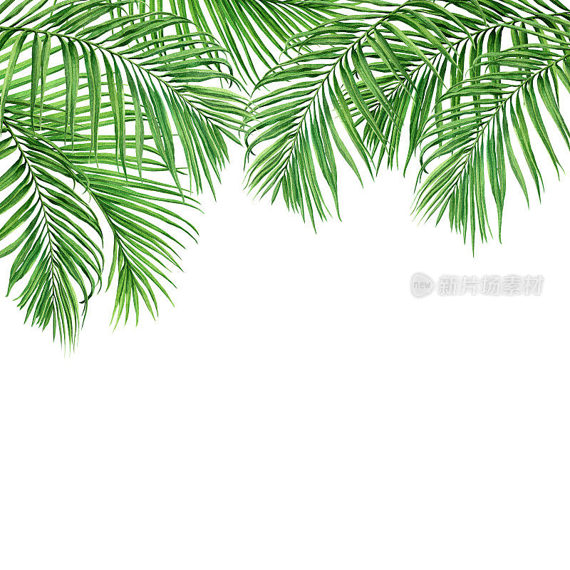 水彩画框椰子，棕榈叶，绿叶孤立在白色的背景。水彩手绘插图热带异国情调的墙纸，背景，卡片，复古夏威夷风格的图案