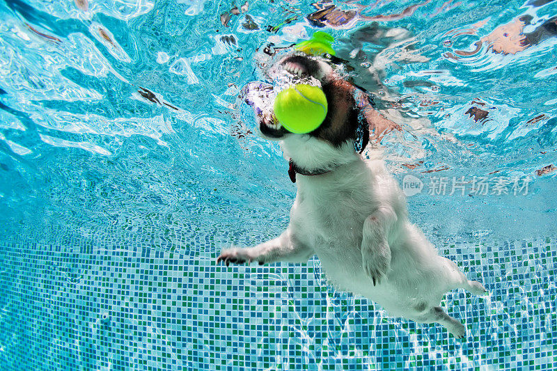 狗在游泳池里捡球。水下照片。