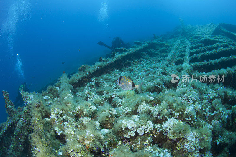 潜水探索和享受沉船潜水在沉船海洋生活水上运动水肺潜水员的观点