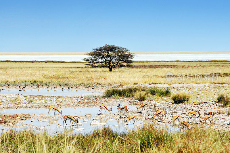 在纳米比亚的Etosha国家公园的水坑里，跳羚在饮水