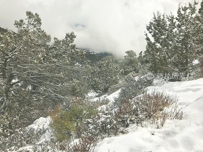 白色风景-科罗拉多州西部高海拔冬季降雪