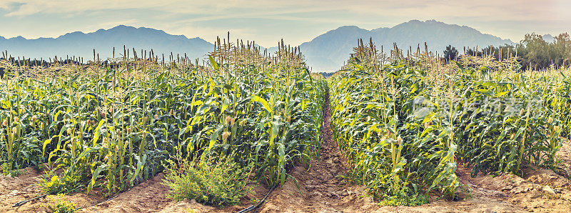 中东沙漠中成熟的玉米田