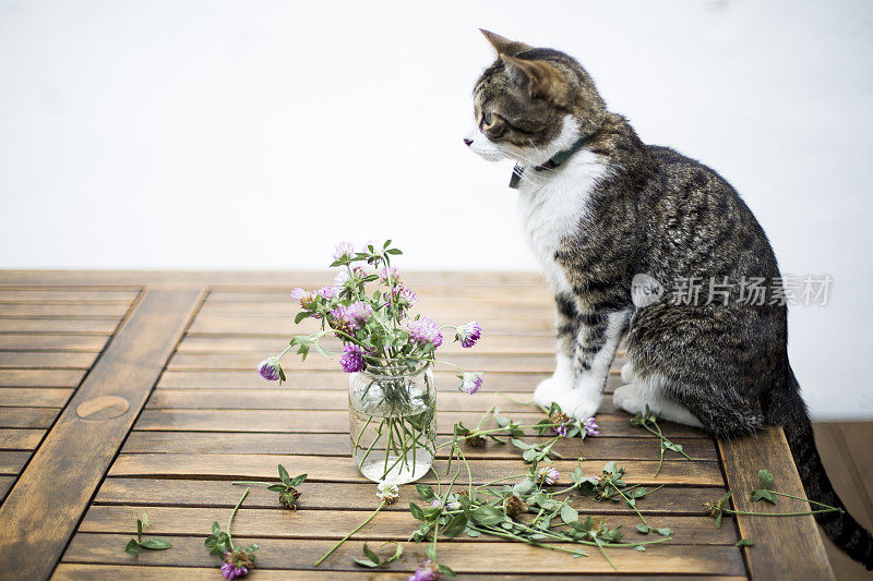 猫坐在桌子上，低垂着，散落在桌上和花瓶里