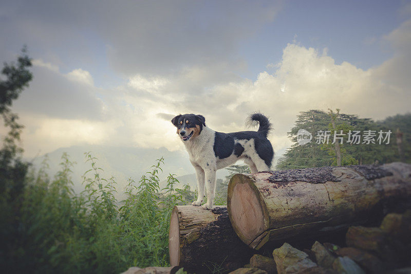 喜马偕利流浪狗站在原木上。