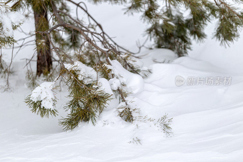雪中的松枝