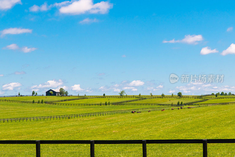 绿油油的牧场是马场。夏天的风景。